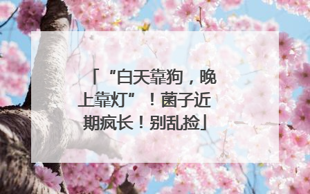 “白天靠狗，晚上靠灯”！菌子近期疯长！别乱捡