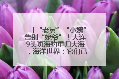 “老舅”“小姨”告别“姥爷”！大连9头斑海豹重归大海，海洋世界：它们已具备野外生存能力