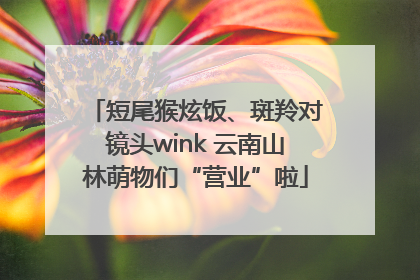 短尾猴炫饭、斑羚对镜头wink 云南山林萌物们“营业”啦