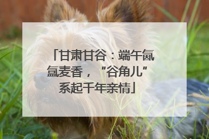 甘肃甘谷：端午氤氲麦香，“谷角儿”系起千年亲情