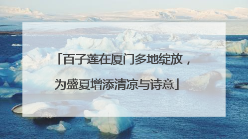 百子莲在厦门多地绽放，为盛夏增添清凉与诗意