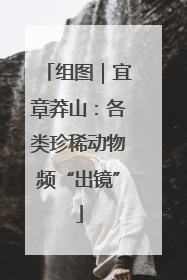 组图｜宜章莽山：各类珍稀动物频“出镜”