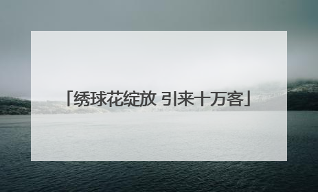 绣球花绽放 引来十万客