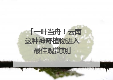 一叶当舟！云南这种神奇植物进入最佳观赏期