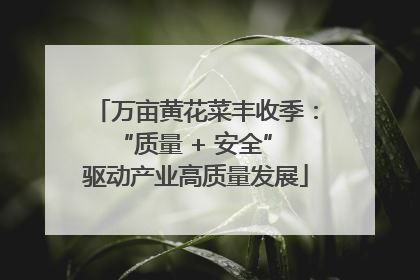 万亩黄花菜丰收季：“质量 + 安全” 驱动产业高质量发展
