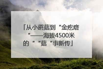 从小蘑菇到“金疙瘩“——海拔4500米的““菇“事新传