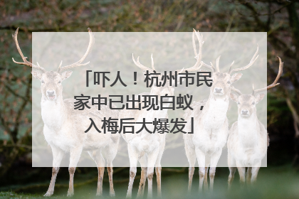 吓人！杭州市民家中已出现白蚁，入梅后大爆发
