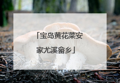 宝岛黄花菜安家尤溪畲乡