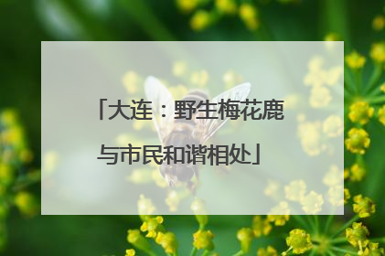 大连：野生梅花鹿与市民和谐相处