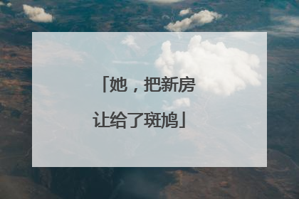 她，把新房让给了斑鸠