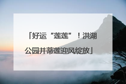 好运“莲莲”！洪湖公园并蒂莲迎风绽放
