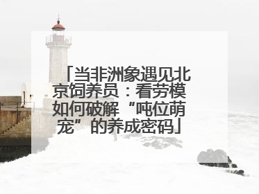 当非洲象遇见北京饲养员：看劳模如何破解“吨位萌宠”的养成密码