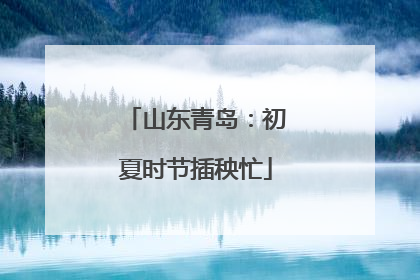 山东青岛：初夏时节插秧忙