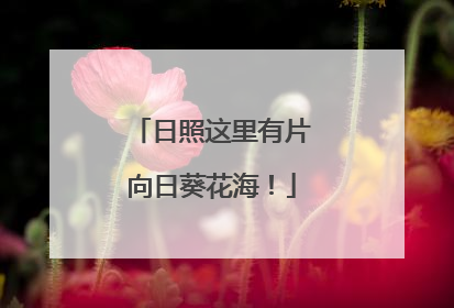 日照这里有片向日葵花海！