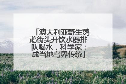 澳大利亚野生鹦鹉街头开饮水器排队喝水，科学家：成当地鸟界传统