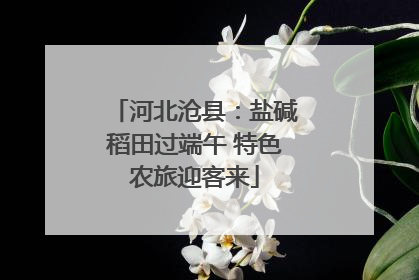 河北沧县：盐碱稻田过端午 特色农旅迎客来