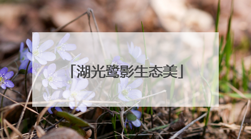 湖光鹭影生态美