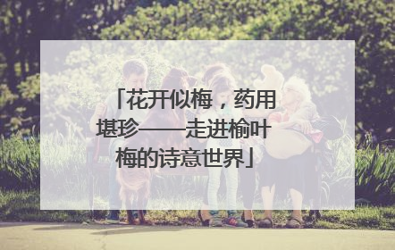 花开似梅，药用堪珍——走进榆叶梅的诗意世界