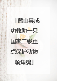 蓝山县成功救助一只国家二级重点保护动物领角鸮