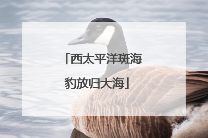 西太平洋斑海豹放归大海