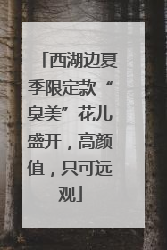 西湖边夏季限定款“臭美”花儿盛开，高颜值，只可远观