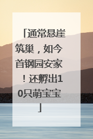 通常悬崖筑巢，如今首钢园安家！还孵出10只萌宝宝