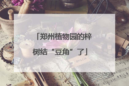 郑州植物园的梓树结“豆角”了