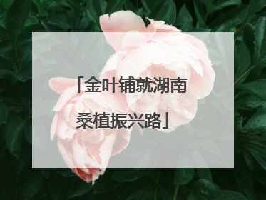 金叶铺就湖南桑植振兴路