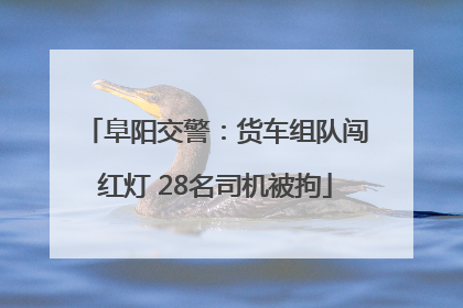 阜阳交警：货车组队闯红灯 28名司机被拘