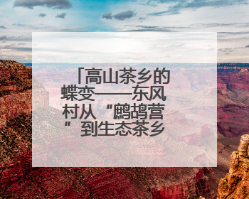 高山茶乡的蝶变——东风村从“鹧鸪营”到生态茶乡的华丽转身