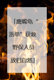 鹰嘴龟“落单”获救 野保人员放归自然