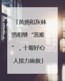 黄麂和灰林鸮相继“落难”，十堰好心人接力施救